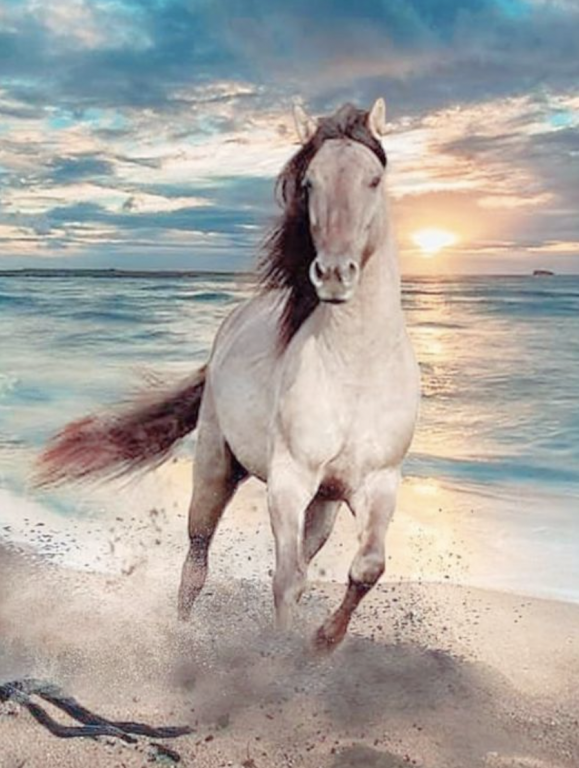 Vágta a tengerparton