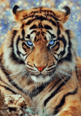 Der blauäugige Tiger