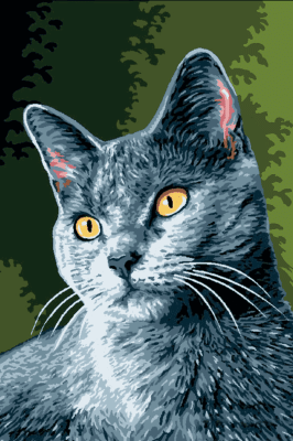 Katzenporträtreihe: Enzo